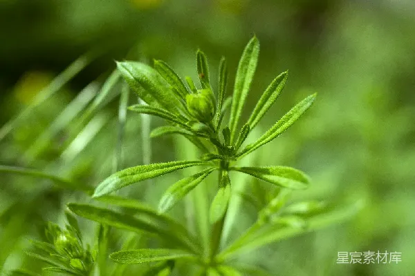 高清摄影 绿色植物的自然之美