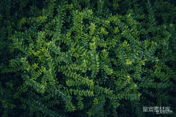 高清摄影 绿色植物纹理