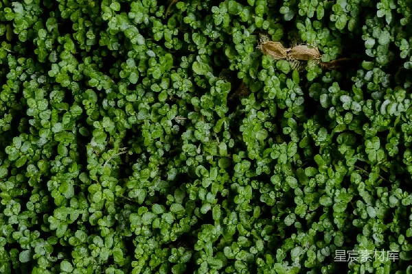 高清摄影 雨后翠绿的草丛
