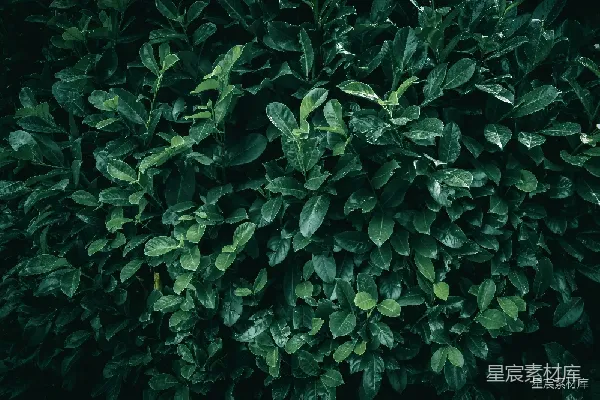 高清摄影 绿叶背景