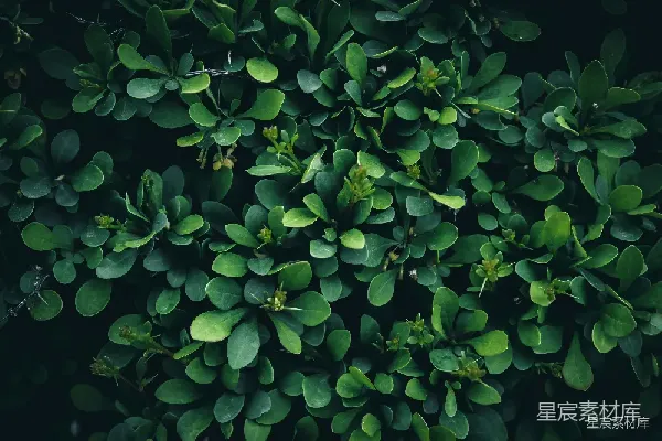 高清摄影 深绿色植物纹理