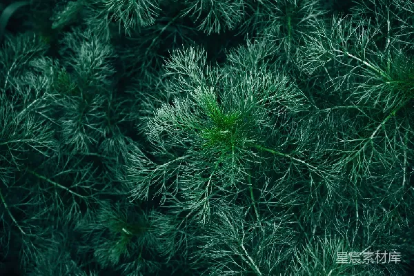 高清摄影 深绿色的草丛