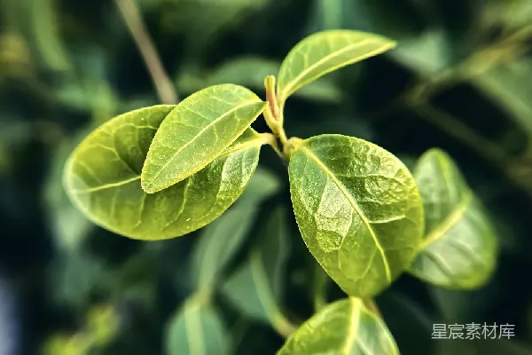 高清摄影 晨光中的绿叶