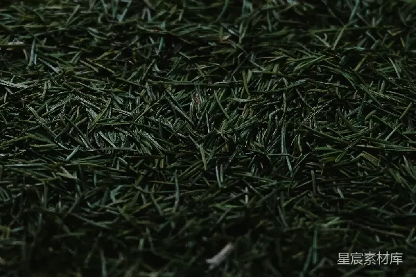 高清摄影 深色背景下的针叶植物