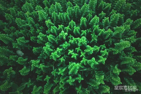 高清摄影 密集的绿色植物叶片