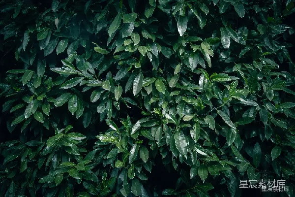 高清摄影 雨后绿叶