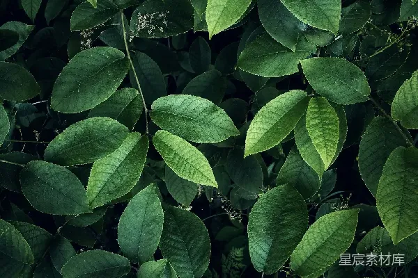 高清摄影 深绿的叶子背景