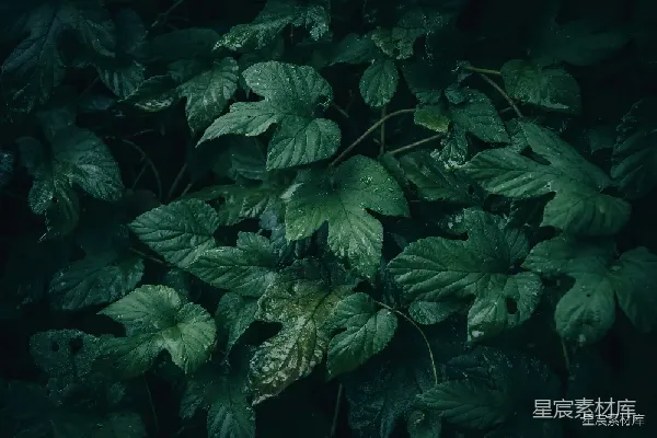 高清摄影 雨后深绿的植物叶片