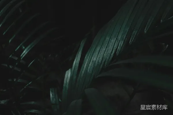 高清摄影 幽暗中的绿色植物