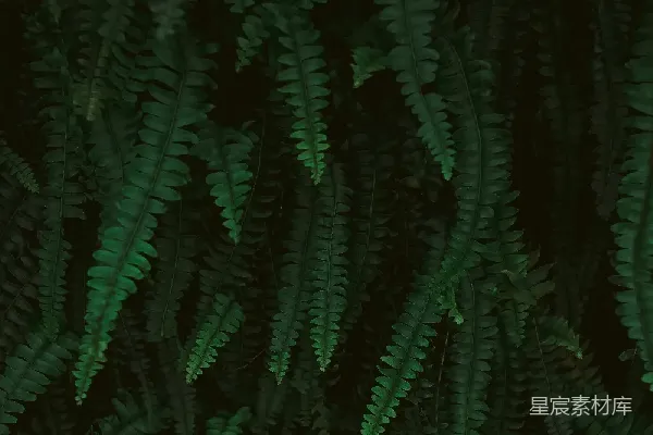 高清摄影 深绿色蕨类植物特写