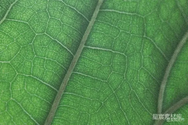 高清摄影 叶脉的微观世界
