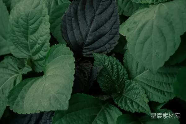 高清摄影 深绿色植物叶子特写