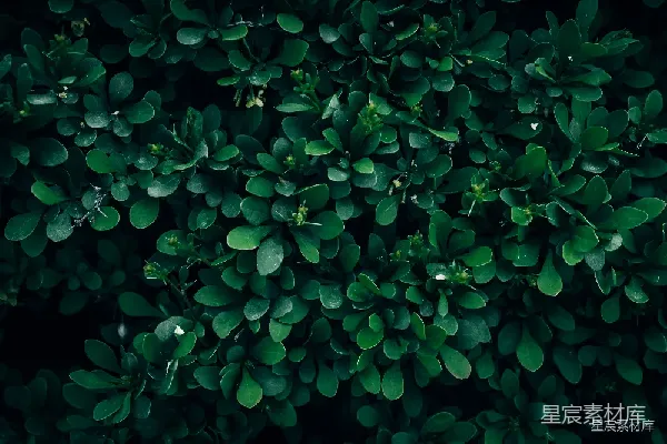 高清摄影 深邃的绿叶背景