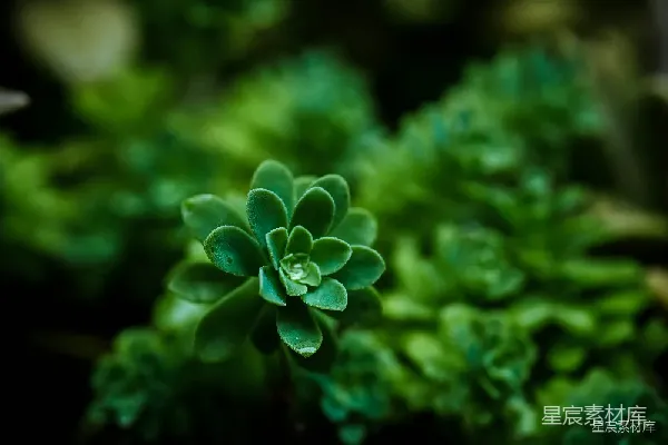 高清摄影 生机盎然的多肉植物