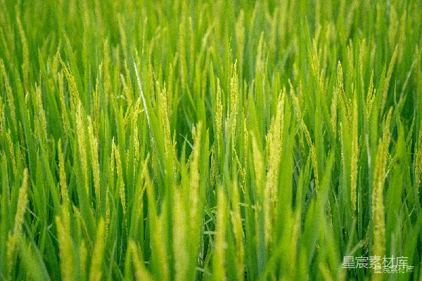 高清摄影 金黄稻田的丰收景象