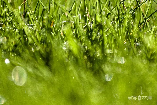 高清摄影 晨露中的绿草