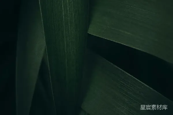 高清摄影 深邃绿叶的光影交错