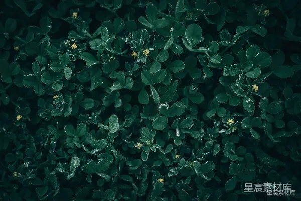 高清摄影 深邃的绿色植物纹理