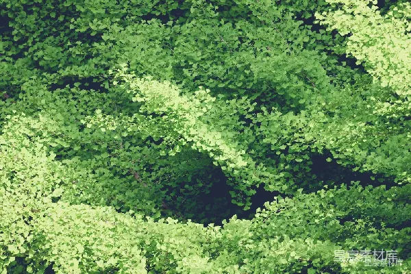 高清摄影 夏日绿意盎然的树叶