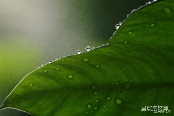 高清摄影 雨后绿叶上的水珠