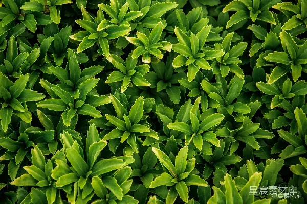 高清摄影 郁郁葱葱的绿叶植物