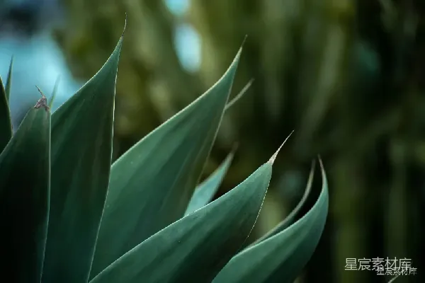 高清摄影 绿植尖端特写