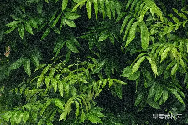 高清摄影 茂密的绿色树叶背景