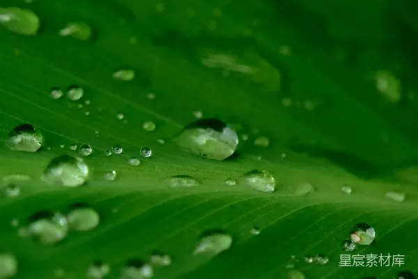 高清摄影 雨后绿叶上的水珠