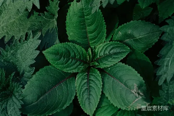 高清摄影 深绿色植物特写
