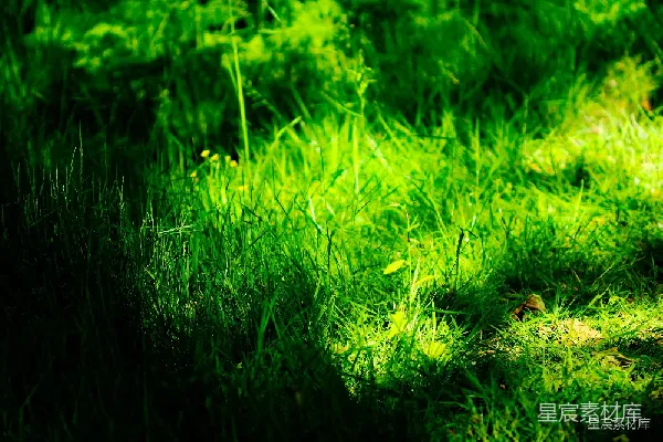 高清摄影 阳光下的草地