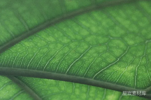 高清摄影 绿叶纹理特写