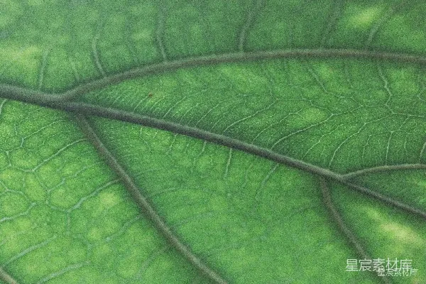 高清摄影 绿色植物的叶脉纹理