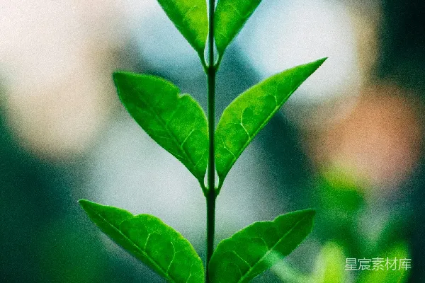 高清摄影 绿叶生机