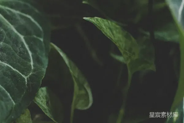 高清摄影 绿叶繁茂的自然背景