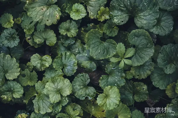 高清摄影 雨后绿叶