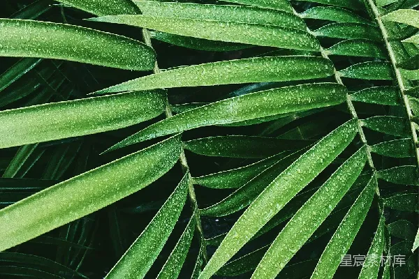 高清摄影 雨后翠绿的棕榈叶
