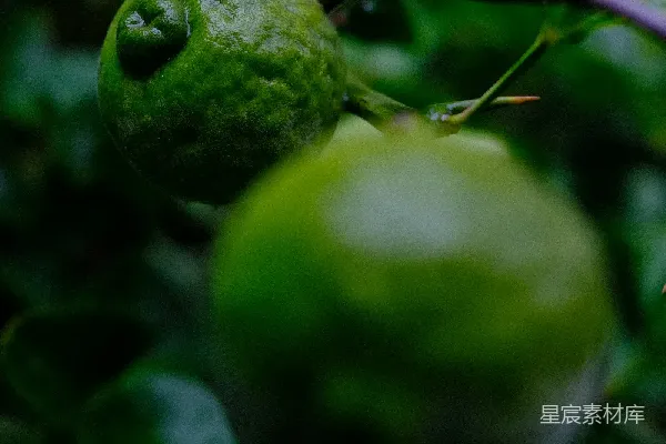 高清摄影 雨后青涩的果子