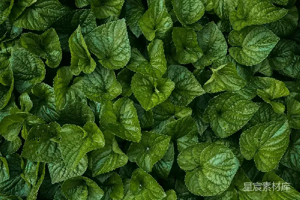 高清摄影 浓密的绿色植物背景