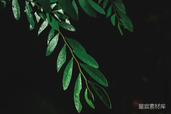 高清摄影 绿叶的光影
