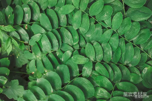 高清摄影 深绿色植物叶子纹理
