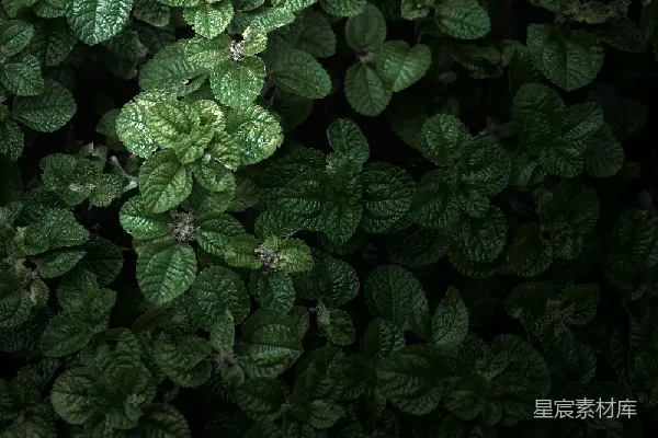 高清摄影 深绿色植物叶子