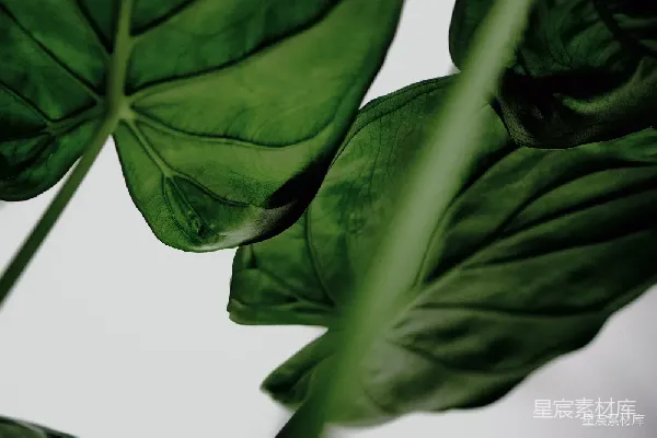高清摄影 绿色植物叶片特写