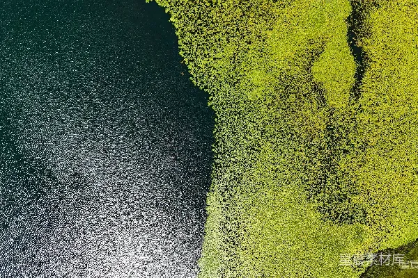 高清摄影 河流与绿色植物的交界