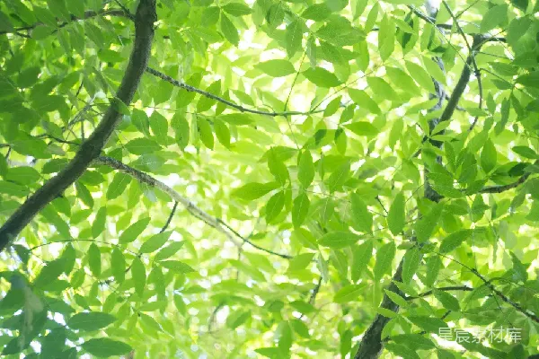 高清摄影 阳光透过树叶的自然场景