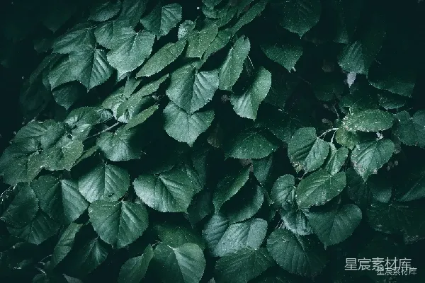高清摄影 密布的绿叶背景
