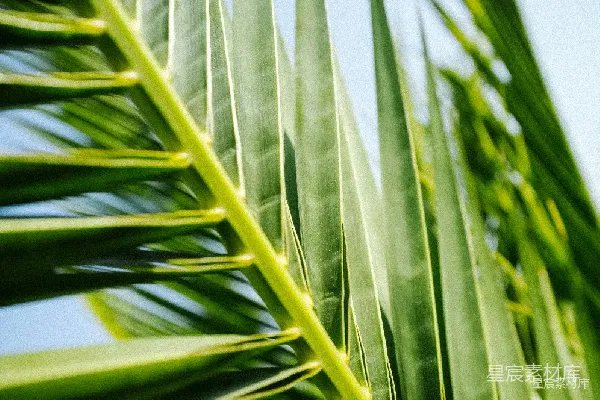 高清摄影 热带风情的棕榈叶