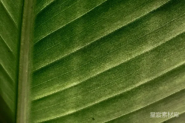 高清摄影 热带植物叶片纹理