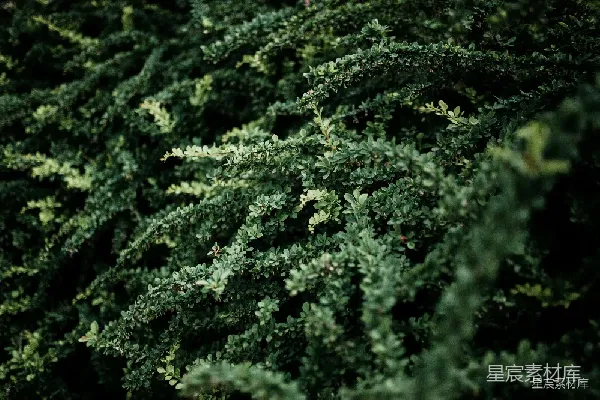 高清摄影 枝叶繁茂的自然背景