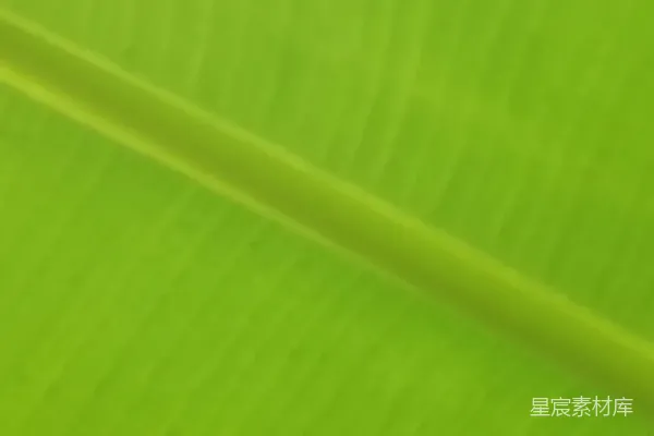 高清摄影 翠绿的香蕉叶特写
