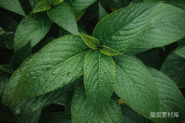 高清摄影 深邃绿色植物